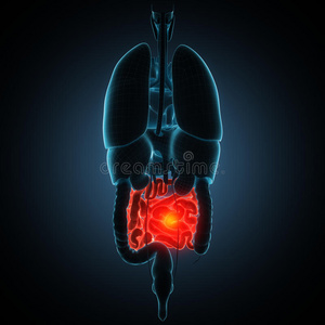 疾病 人类 解剖 生物学 结肠 医疗保健 感染 癌症 疼痛