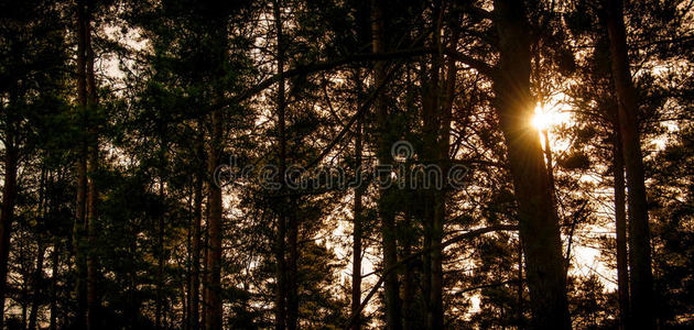 通路 轮廓 秋天 德国 自然 季节 闪耀 阴影 公园 树叶