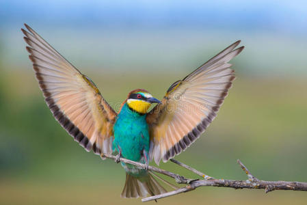 欧洲食肉动物,翅膀伸出照片