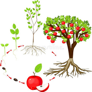苹果 教育 粮食 植物学 园艺 花园 作物 植物区系 生物学