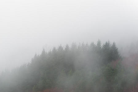有雾的详细森林