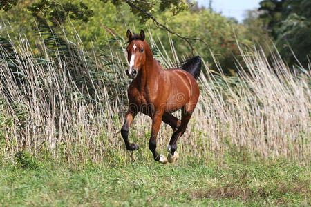 行动 风景 慢跑 农业 兽群 驰骋 穿过 畜栏 飞驰 领域