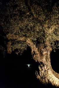 古老的橄榄树对着满月，西班牙