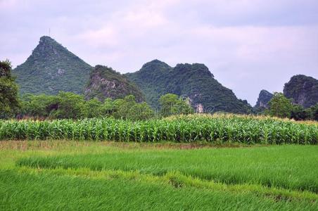 春天 喀斯特 植物 丘陵 自然 风景 美丽的 照片 好的