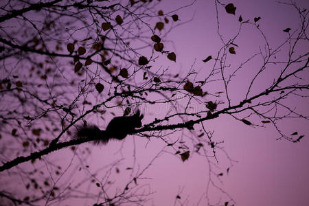 欧亚红松鼠睡在树上