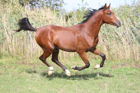阿拉伯品种的马在牧场上奔跑，对抗绿色的芦苇