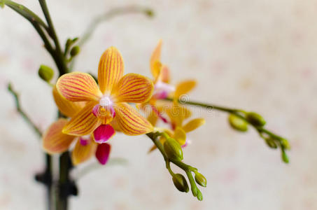 园艺 环境 形象 花园 开花 美女 颜色 草本植物 风景