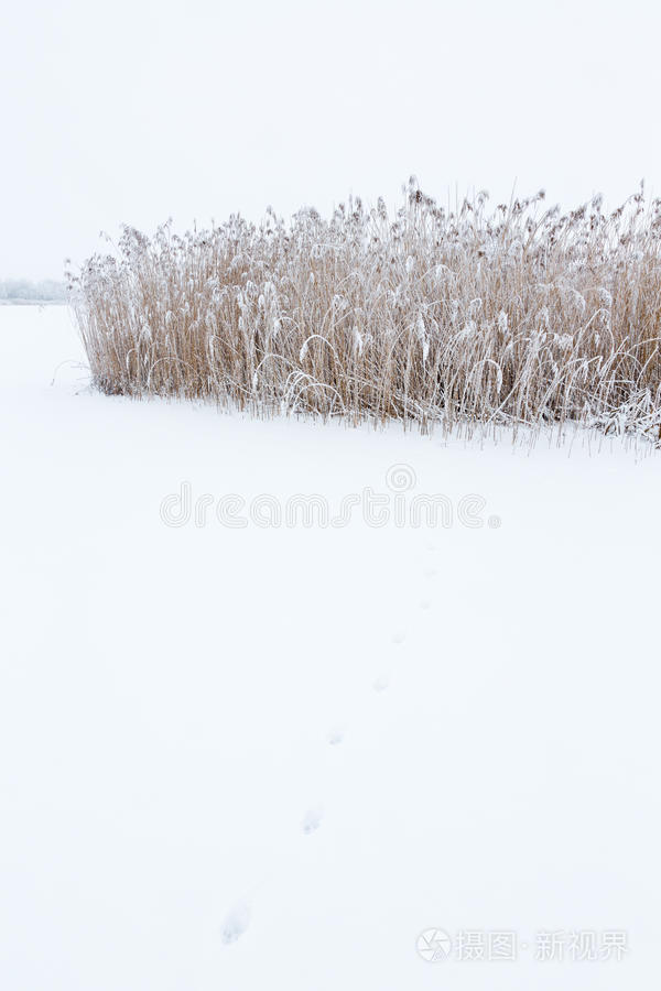 雪中的动物足迹照片 正版商用图片1vzvmj 摄图新视界