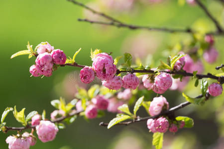 粉红色樱花