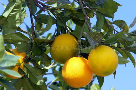 橘子 落下 维生素 分支 季节 夏天 水果 天空 果汁