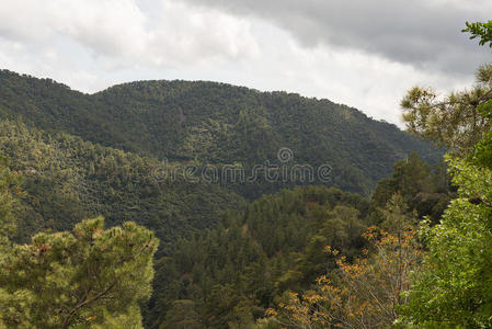 山坡上的森林