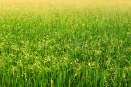 乡村 大米 农事 美丽的 植物 成长 农田 亚洲 领域 土地
