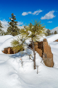 亚利桑那州冬季雪景。