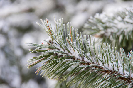太阳 季节 场景 冬天 特写镜头 松木 寒冷的 分支 雪花
