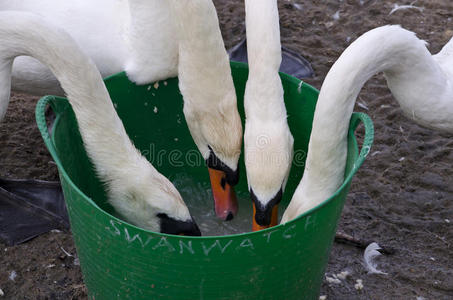 天鹅喂食