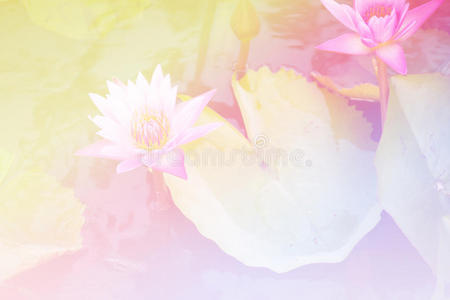 美丽柔和的颜色，粉红色和蓝色的花朵背景，自然莲花