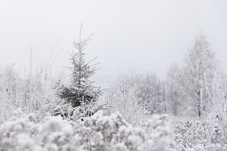 冰冻草地上的一棵松树圣诞节。 欧洲立陶宛的冬天