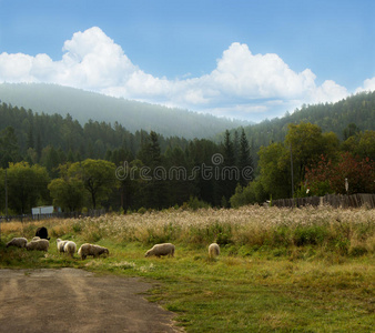 草地 森林 农业 农田 动物 夏天 母羊 牧场 天空 自然