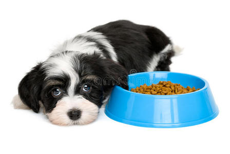 可爱的哈瓦那小狗躺在一个蓝色的食物碗旁边