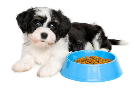 可爱的哈瓦那小狗躺在一个蓝色的食物碗旁边