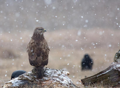 草地上一场暴风雪中常见的秃鹫ButeoButeo