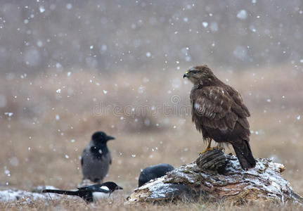 草地上一场暴风雪中常见的秃鹫ButeoButeo