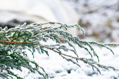 森林 云杉 木材 降雪 招呼 冷杉 植物 松木 针叶树 十二月