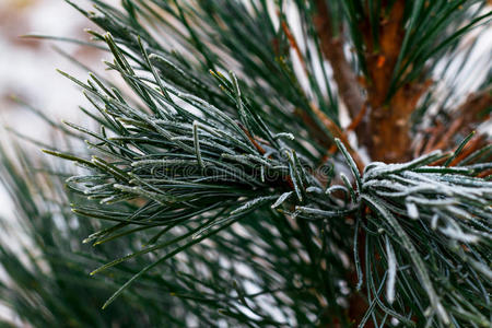 分支 天气 冷杉 降雪 松木 针叶树 自然 冻结 冬天 云杉