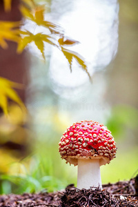 番红花，一种森林中有毒的蘑菇。