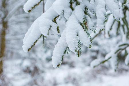 新的 圆锥体 森林 降雪 霍尔 特写镜头 雪堆 季节 雪松