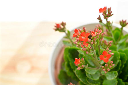 窗口 凯蒂 花盆 特写镜头 自然 开花 植物 桌子