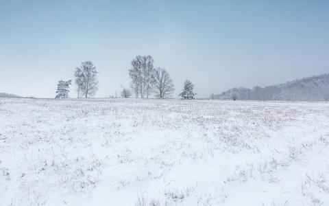地平线 自然 波兰 领域 十二月 森林 美女 一月 风景