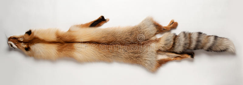 猞猁的外套狐狸皮照片