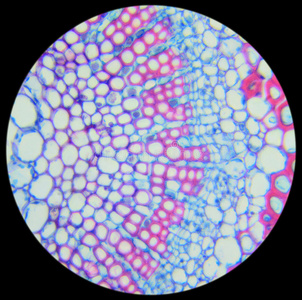细胞 生物学 木质部 韧皮部 茉莉花 气孔 厚角组织 呼吸照片