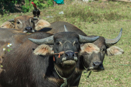 水牛，水牛，泰国，动物