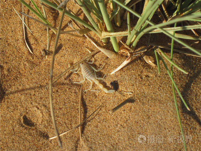 沙漠蝎子