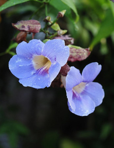 美丽的蓝紫色柔软的月桂花藤