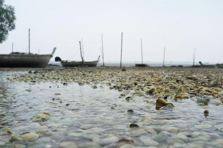 假期 贝壳 自然 纹理 海洋 海岸 收集 夏天 旅行 海滩