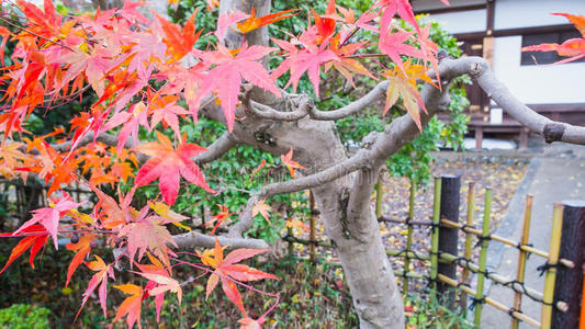 秋天 美女 日本 森林 美丽的 风景 公园 阳光 落下 枫树