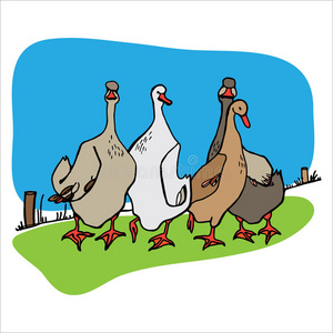 上的四只小鸭子小鸭子卡通和她的四只可爱的小鸭子在河里游泳四只灰鹅