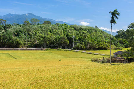 乡村风光