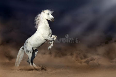 沙漠中的马