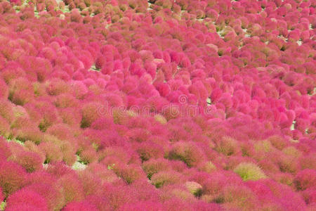 季节 颜色 公司 自然 美丽的 日本 海滨 风景 茨城 科奇亚