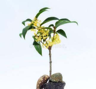 日本 灌木 香味 芳香 气味 甜的 橄榄 花瓣 植物 特写镜头