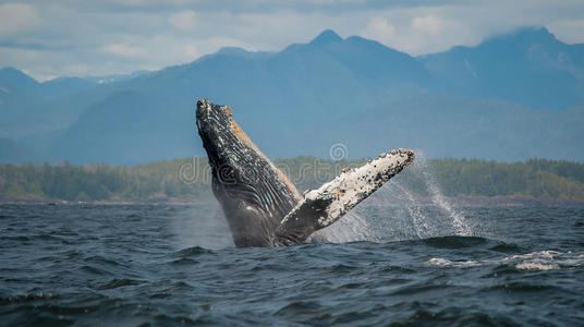突破座头鲸，温哥华岛，加拿大