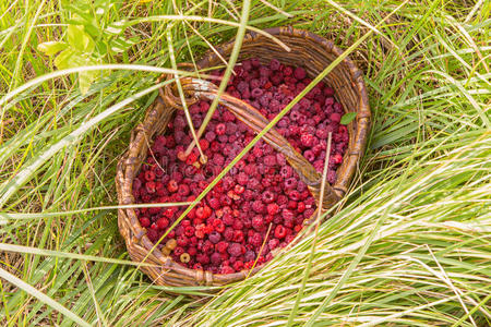 草莓覆盆子在草地上的篮子里