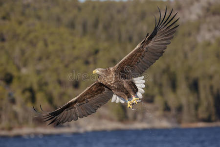 食肉动物 成人 羽毛 猛禽 飞行 美丽的 欧洲 鸟类学 挪威