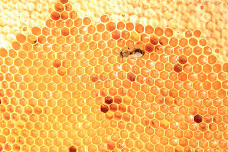 甜的 蜂蜡 六角形 未完成 医学 蜜蜂 蜂蜜 细胞 蜂巢
