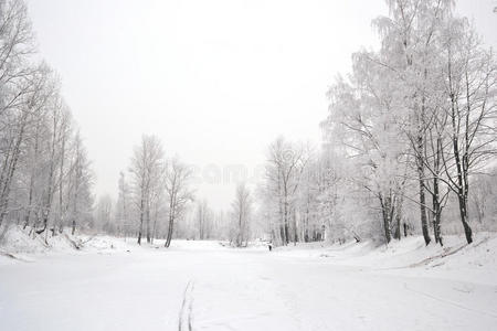 森林 寒冷的 环境 公园 十二月 美女 彼得堡 季节 场景