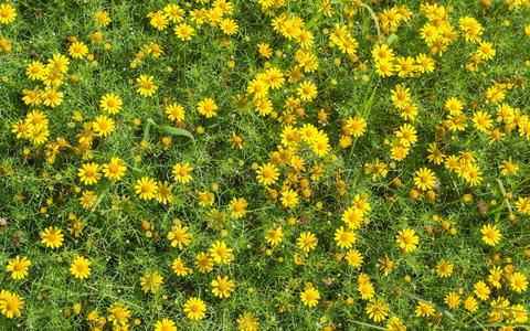 小黄花背景图片
